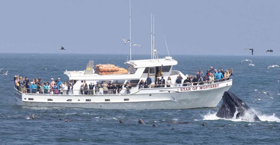 Monterey: Monterey Bay Dolphin and Whale Watching Boat Tour - The guided ocean game plan: how spotting actually works