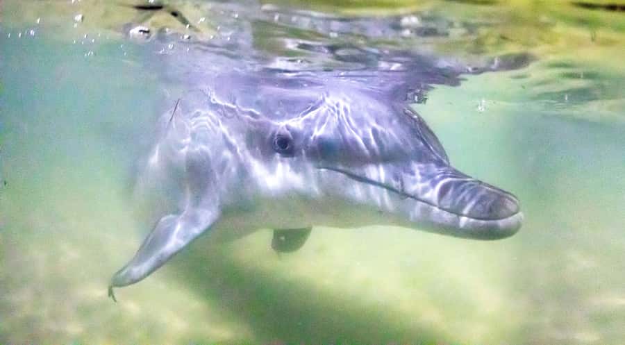 Moreton Island: Tangalooma ATV Quad Bike & Dolphin Feeding - Quick hits before you book