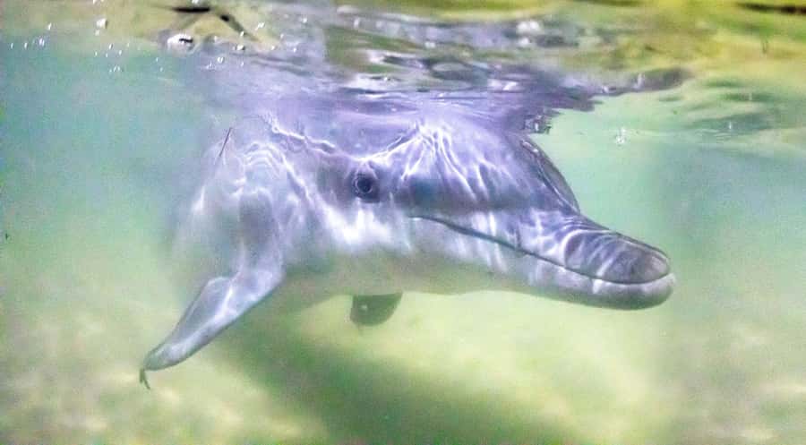Moreton Island: Tangalooma Snorkeling Tour & Dolphin Feeding - Resort Day Pass: Comfortable Setup for a Long Island Day