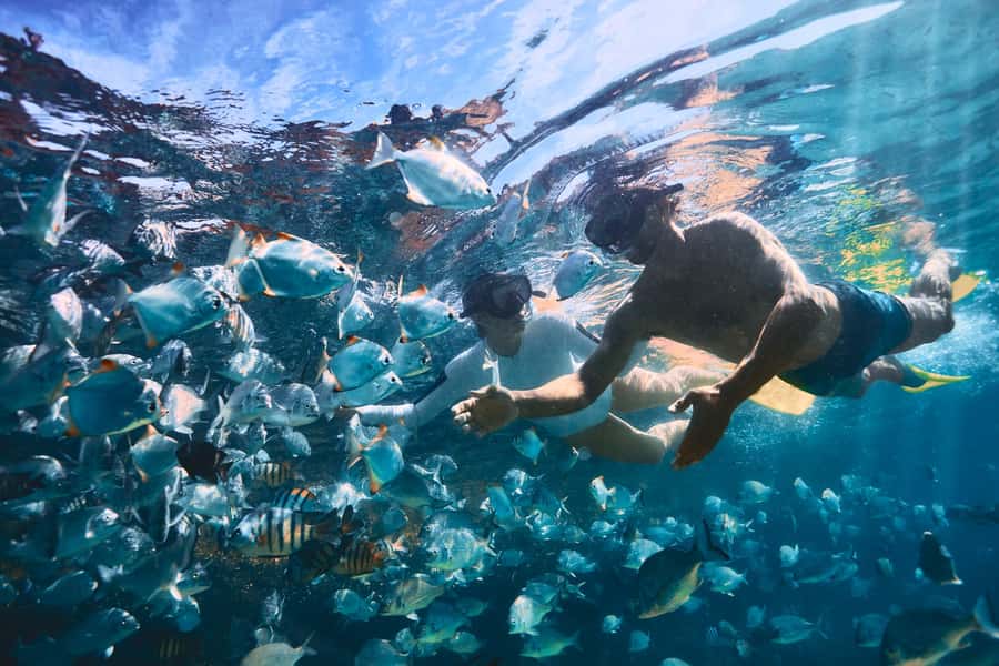 Moreton Island: Tangalooma Snorkeling Tour & Dolphin Feeding - Wild Dolphin Feeding at Sunset: The Magic Moment and the Rules Behind It