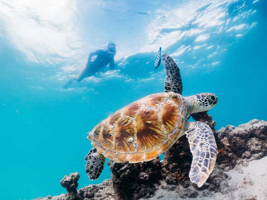Moreton Island: Tangalooma Snorkelling with Dolphin Viewing - Price and value: is $157 per person really fair?