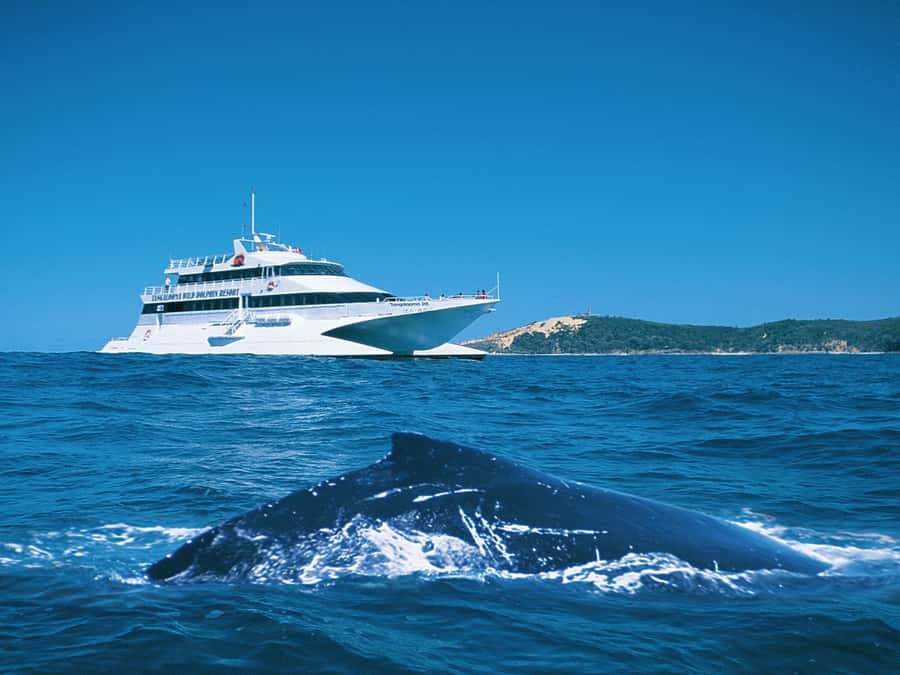 Moreton Island: Tangalooma Whale Watching & Dolphin Feeding - Key things I’d circle on your planning list