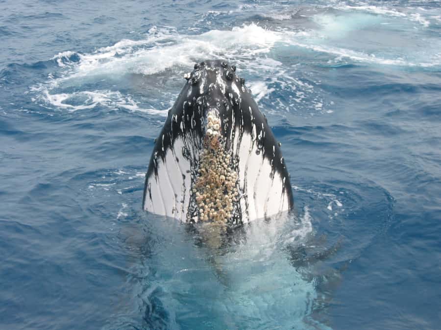 Moreton Island: Tangalooma Whale Watching & Dolphin Feeding - Ferry to Moreton Island: the 75-minute start that sets the mood