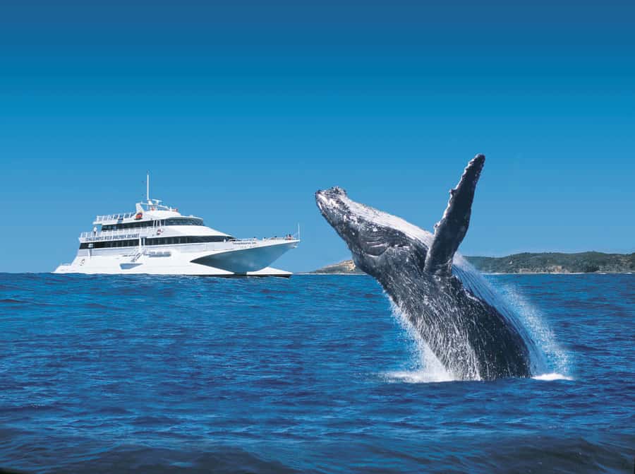 Moreton Island: Tangalooma Whale Watching & Dolphin Feeding - The 3-hour whale watching cruise: spotting from a comfortable catamaran