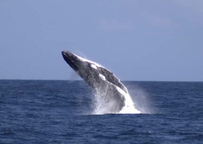 Moreton Island: Tangalooma Whale Watching & Dolphin Feeding - Tangalooma Island Resort day pass: more than a waiting room