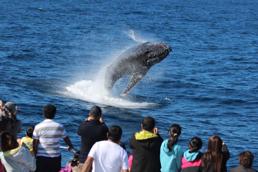 Moreton Island: Tangalooma Whale Watching & Dolphin Feeding - Price and value: what $162 really buys you