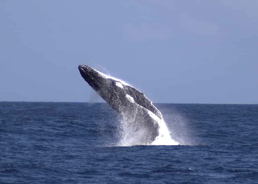 Moreton Island: Tangalooma Whale Watching & Dolphin Feeding - Tangalooma Island Resort day pass: more than a waiting room