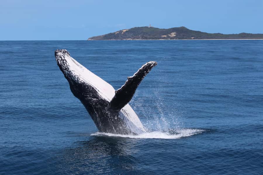 Moreton Island: Tangalooma Whale Watching & Dolphin Viewing - Moreton Island “free time”: resort access is the real value here