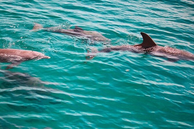 Morning Snorkel & Dolphin Adventure - The Morning Schedule: How the 3 Hours Usually Feel