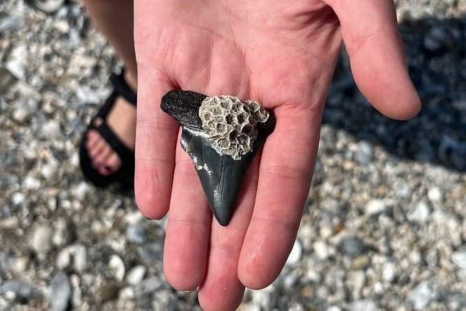 Morris Island Dolphin Cruise and Shelling Trip - Why This Dolphin-And-Shell Hunt Works for Families