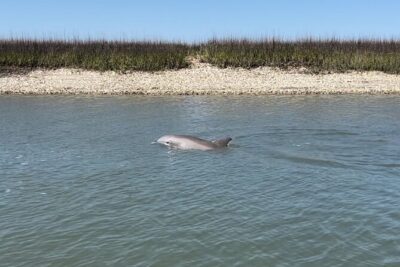Morris Island Dolphin Cruise and Shelling Trip - Getting to Folly River and What the Boat Ride Setup Means