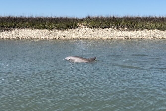 Morris Island Dolphin Cruise and Shelling Trip - Getting to Folly River and What the Boat Ride Setup Means
