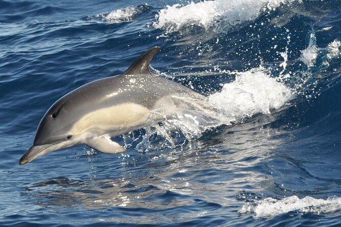 Morro Jable: 2 Hours Magic Dolphin & Whale watching with Drinks & Swim Stop. - Onboard Drinks, Seasickness, and the Speed Factor