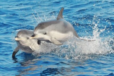 Morro Jable: 2 Hours Magic Dolphin & Whale watching with Drinks & Swim Stop. - How Dolphin and Whale Watching Works Here (It’s Not a Zoo)