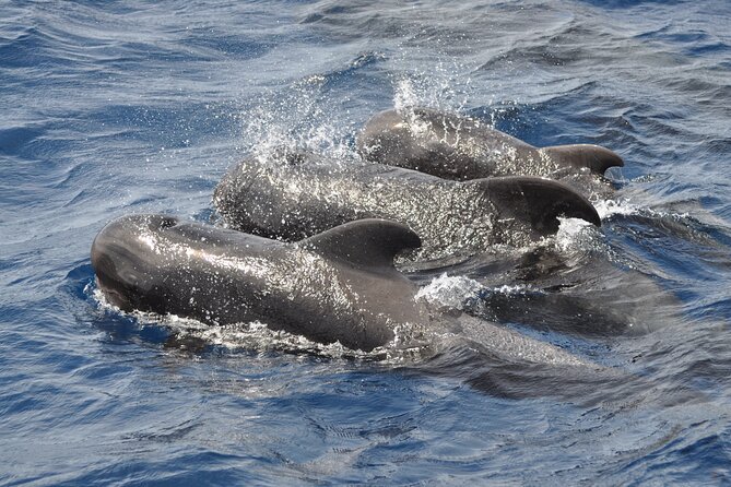 Morro Jable: 2 Hours Magic Dolphin & Whale watching with Drinks & Swim Stop. - The Search Time: What Happens When Pods Appear