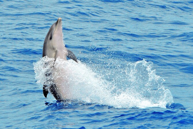 Morro Jable: 2 Hours Magic Dolphin & Whale watching with Drinks & Swim Stop. - Jandía Bay Swim Stop: When the Water Is the Real Star