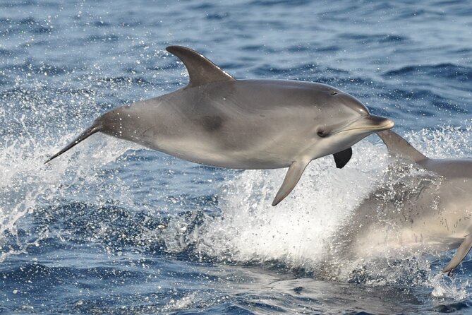 Morro Jable: 2 Hours Magic Dolphin & Whale watching with Drinks & Swim Stop. - Who Should Book This Tour (and Who Should Think Twice)
