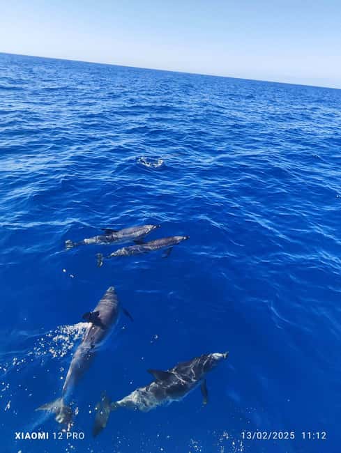 Morro Jable:Dolphin & Whale Watching Boat Tour & Snorkeling - Morro Jable is the right launch point for marine spotting