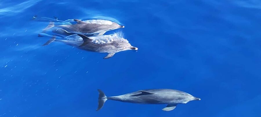 Morro Jable:Dolphin & Whale Watching Boat Tour & Snorkeling - Small-group speedboat: personal attention, and the reality of spray