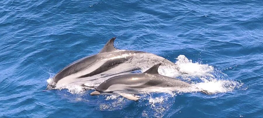 Morro Jable:Dolphin & Whale Watching Boat Tour & Snorkeling - The swim and snorkel stop: where the clear water does the heavy lifting