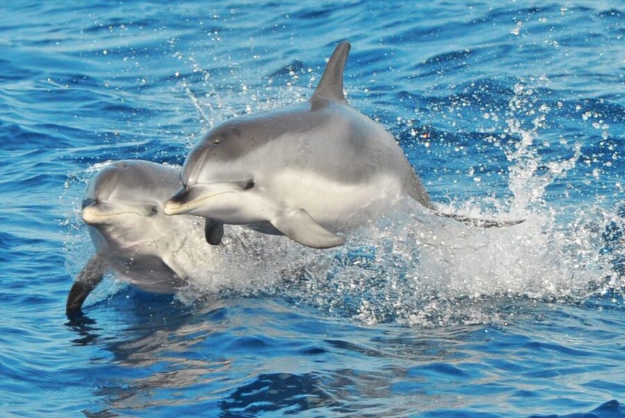 Morro Jable: Dolphin & Whale Watching Cruise, Drinks & Swim - Key points before you go