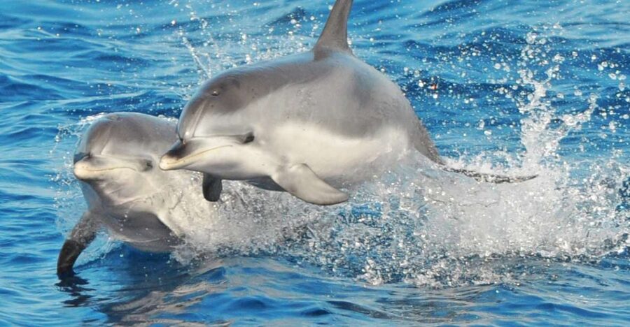 Morro Jable: Dolphin & Whale Watching Cruise, Drinks & Swim - Morro Jable port timing: get there fast, not stressed