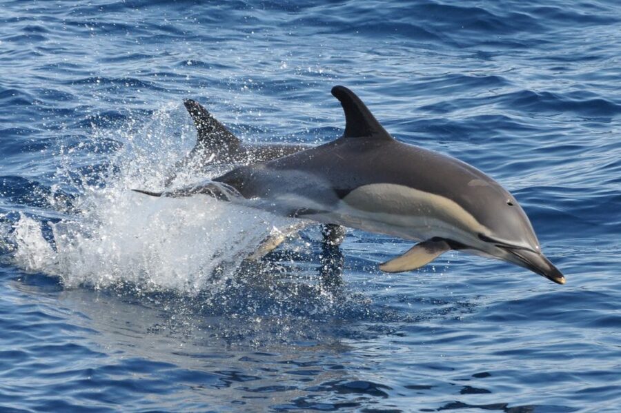 Morro Jable: Dolphin & Whale Watching Cruise, Drinks & Swim - What you can spot off Fuerteventura: dolphins, whales, and the extras