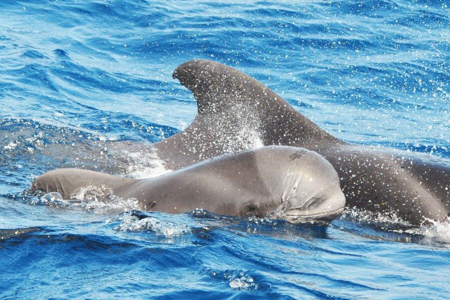 Morro Jable: Dolphin & Whale Watching Cruise, Drinks & Swim - The Jandía swim stop: salty water, simple fun