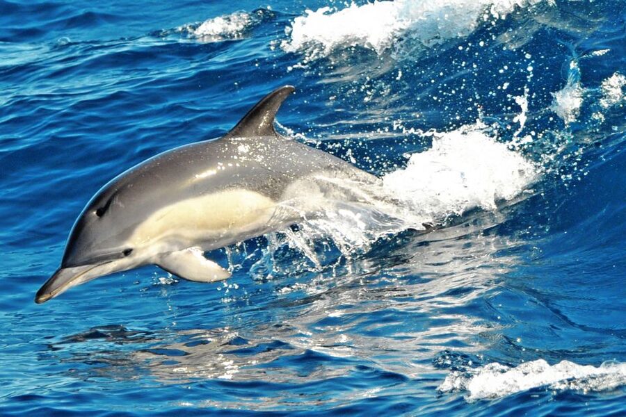 Morro Jable: Dolphin & Whale Watching Cruise, Drinks & Swim - Drinks onboard: how they help the experience