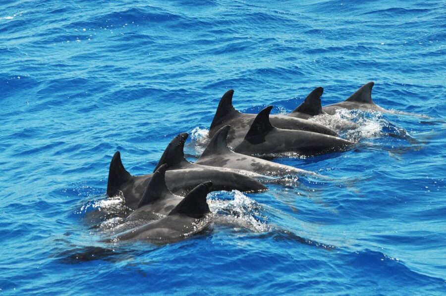 Morro Jable: Dolphin & Whale Watching Cruise, Drinks & Swim - Price and value: $58 for a short, complete marine outing