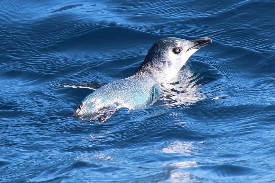 Motuara Island Sanctuary: Wildlife & Dolphin Watching Tour - Who Should Book (and Who Might Skip It)