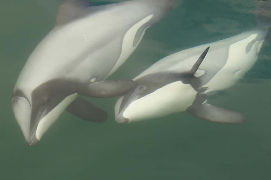 Motuara Island Sanctuary: Wildlife & Dolphin Watching Tour - Picton Waterfront Start: E-ko Tours and the Dolphin-Spotting Vibe