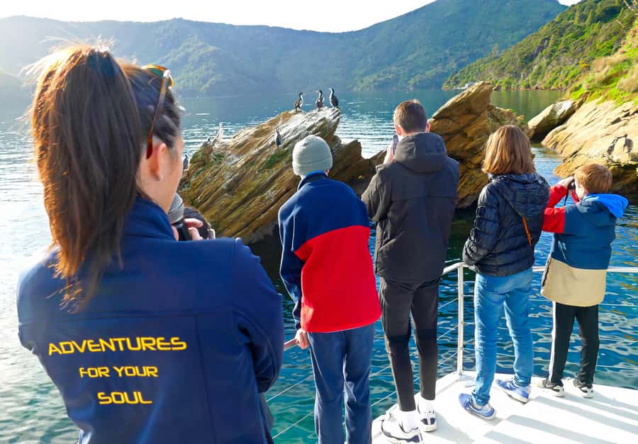 Motuara Island Sanctuary: Wildlife & Dolphin Watching Tour - Motuara Island Sanctuary Walk: Rare Birds on Predator-Free Ground