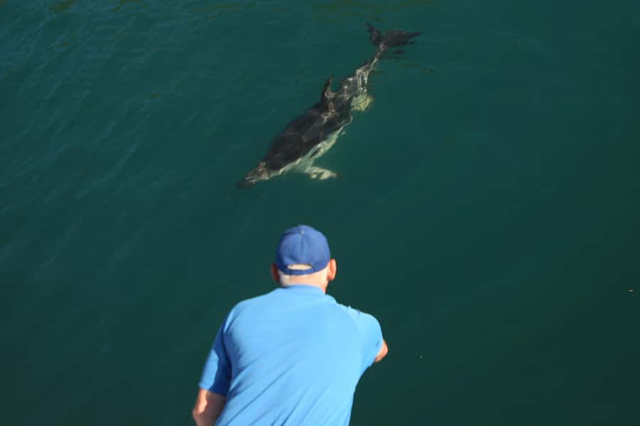 Motuara Island Sanctuary: Wildlife & Dolphin Watching Tour - Wildlife Targets: Dolphins, Shags, Penguins, and the Orca Question