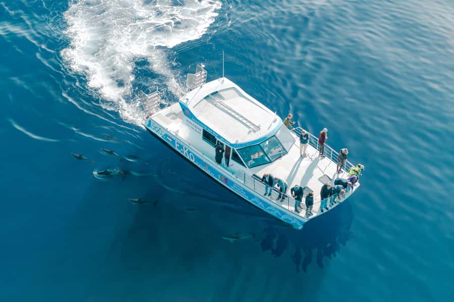 Motuara Island Sanctuary: Wildlife & Dolphin Watching Tour - Photos, Binoculars, and the Phone-Ready View