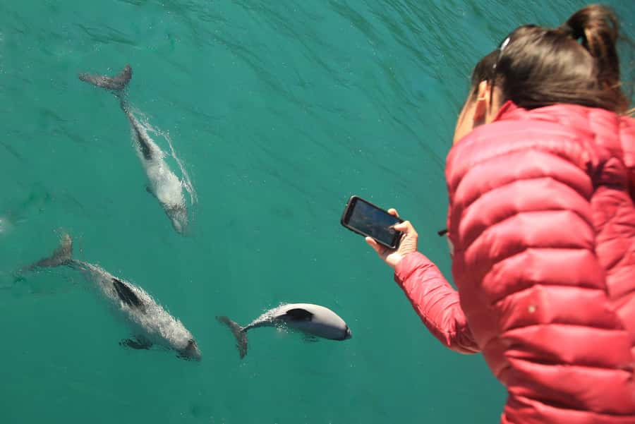Motuara Island Sanctuary: Wildlife & Dolphin Watching Tour - Drinks, BYO Lunch, and How to Set Up a Smooth Half Day