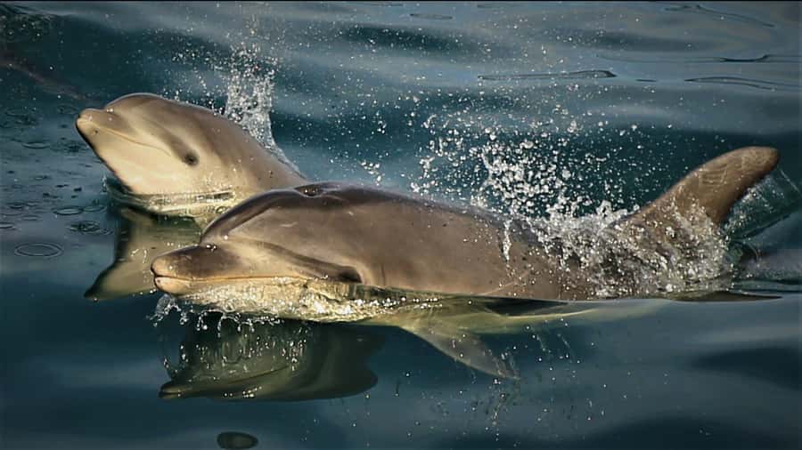 Motuara Island Sanctuary: Wildlife & Dolphin Watching Tour - Queen Charlotte Sound Cruise: Calm Water for Real Dolphin-Watching