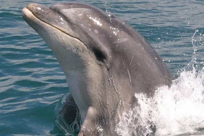 Motuara Wildlife Sanctuary Tour and Dolphin Cruise from Picton - Motuara Island bird sanctuary: the payoff on land