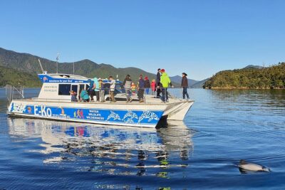Motuara Wildlife Sanctuary Tour and Dolphin Cruise from Picton - Getting started at E-Ko Tours: harbor views and a quick wildlife warm-up