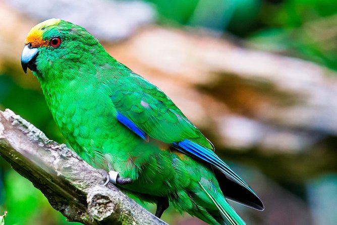 Motuara Wildlife Sanctuary Tour and Dolphin Cruise from Picton - What you’ll do on the way back: snacks, warmth, and local wine
