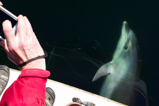 Motuara Wildlife Sanctuary Tour and Dolphin Cruise from Picton - Weather reality: when Motuara isn’t possible