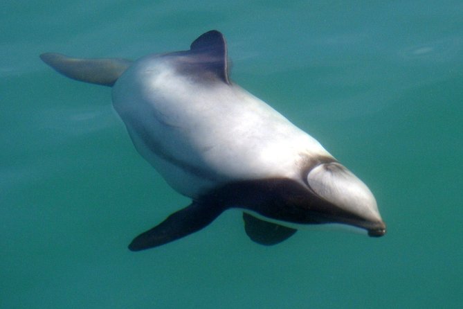 Motuara Wildlife Sanctuary Tour and Dolphin Cruise from Picton - Boat size and comfort: bring flexibility, not perfection