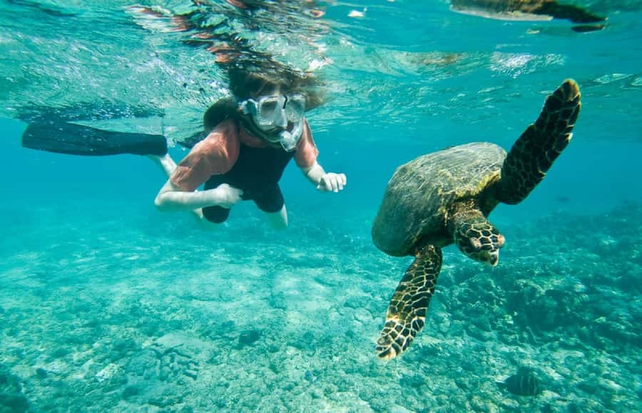 Muscat: 4-Hour Snorkeling Tour with Dolphin watching - Dolphin watching time: how the hunt works