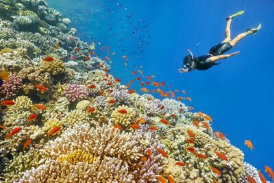 Muscat: 4-Hour Snorkeling Tour with Dolphin watching - 3 hours of snorkeling off Muscat: what you might see