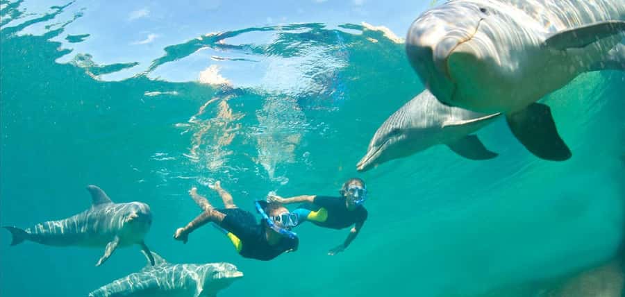Muscat: 4-Hour Snorkeling Tour with Dolphin watching - The real itinerary, plain and simple