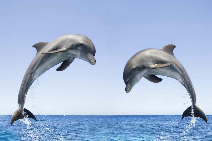 Muscat: 4-Hour Snorkeling Tour with Dolphin watching - Who should book, and who should skip