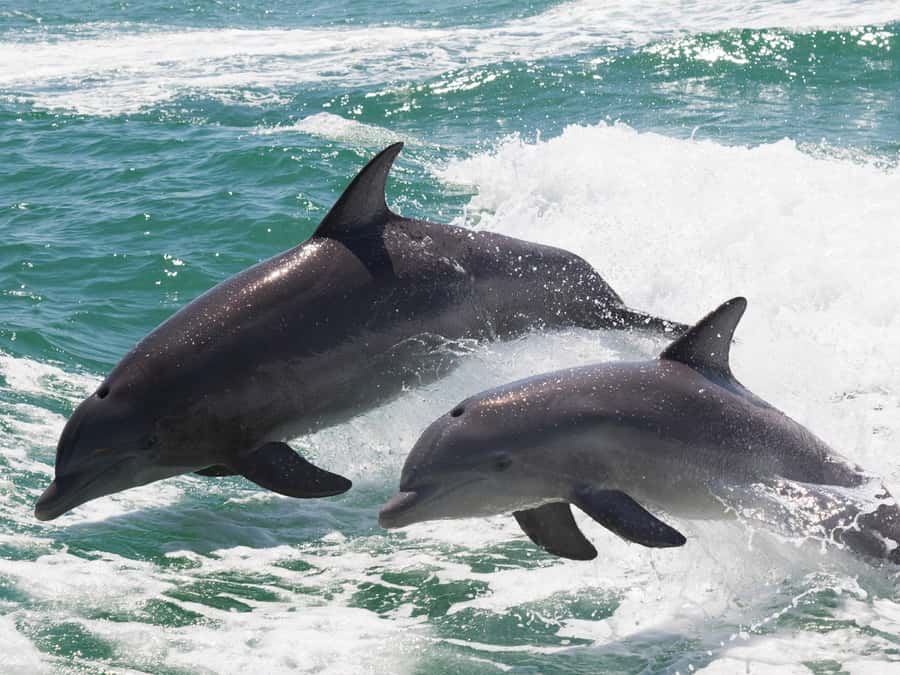 Muscat: Dolphin Watch & Snorkeling - Dolphins Up Close Without Stress: What Eco-Conscious Viewing Means Here