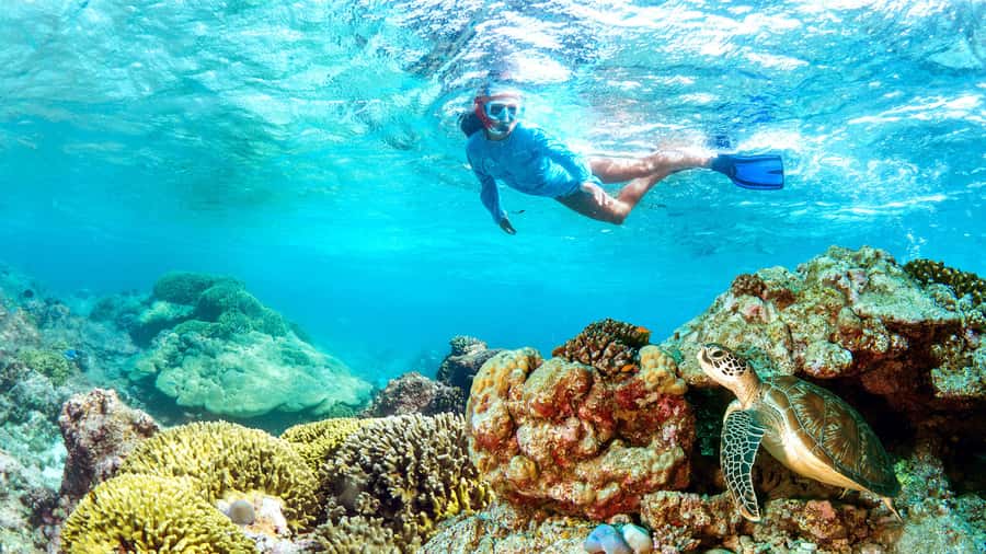 Muscat: Dolphin Watching and Snorkeling Tour - Key Things That Make This Tour Worth Your Time