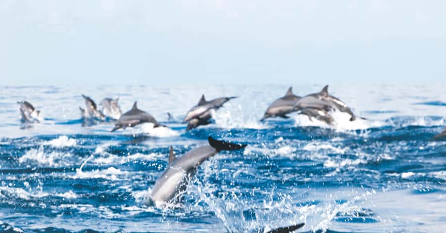 Muscat: Dolphin Watching and Snorkeling Tour - How the Dolphin Search Works Off Muscat