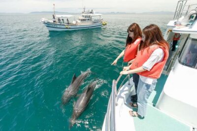 Muscat: Dolphin Watching and Snorkeling Tour - Dolphin Types You Might See (And Why the Captain Matters)